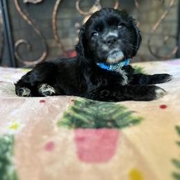 Cocker Spaniel Puppies from Fleur de Lis Cockers- Cuchna Cockers