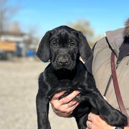 Pete - Black male Labrador Retriever puppy in Winnemucca, Nevada from Oakley's Mountain View Kennel