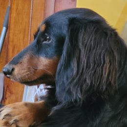 Dachshund All Grown Up from Tip O The Lekes Dachshunds