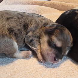 Merle male 4 - Blue brindle male Havapoo puppy in Medina, Ohio from Momma's Minis