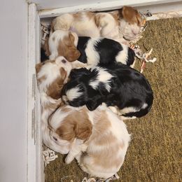 Biewer Terrier and Cavalier King Charles Spaniel Puppies from Woo Hoo Biewers & Inkahoots Cavaliers