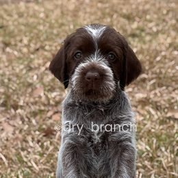 Wirehaired Pointing Griffon All Grown Up from Dry Branch