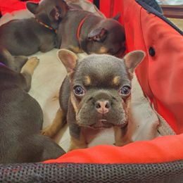 French Bulldog Puppies from Basket of love bulldogs