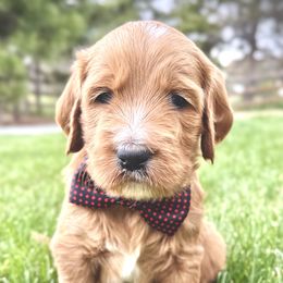 Goldendoodle Puppies from Hilltop Goldendoodles