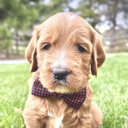 Goldendoodle Puppies from Hilltop Goldendoodles