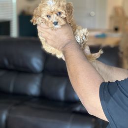 Cavapoo, Cockapoo, and Goldendoodle Puppies from Jolidoodles