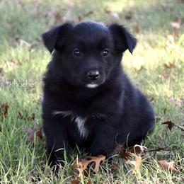 Phoebe - Black & white female Miniature Australian Shepherd puppy in Evant, Texas from Lazy VT Bar Ranch