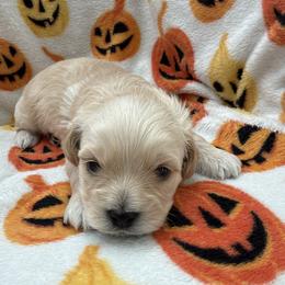 Scout - Cream male Maltipoo puppy in Mesa, Arizona from Marci's Maltipoos