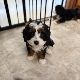 Harper - Tri-color female Cavapoo puppy in Wamego, Kansas from Doodles of Oz