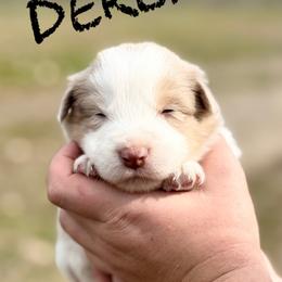 Derek - Red merle male Border Collie puppy in Sanger, California from Flying M Cactus Ranch Buddies