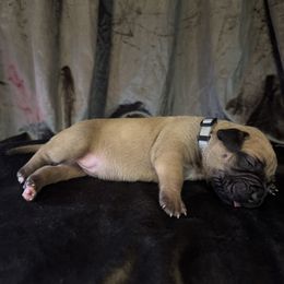 STORM - Fawn sable female American Bully puppy in Texas from TEXAS BULLY FAMILY