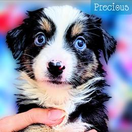 Precious - Black tri female Miniature Australian Shepherd puppy in Punta Gorda, Florida from Christie's Creekside Aussies