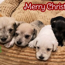 "Christmas !" Miniature Schnauzer Puppies from D&D Mini Schnauzers