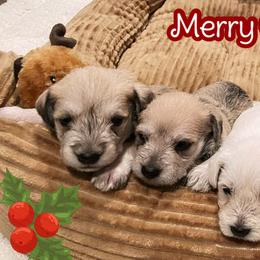 "Christmas !" Miniature Schnauzer Puppies from D&D Mini Schnauzers