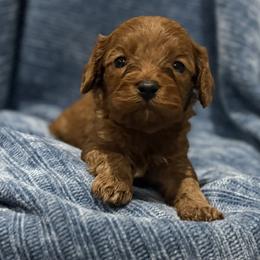 Cavapoo Puppies from Country Club Cavapoos