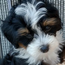 Tig - Bernedoodle