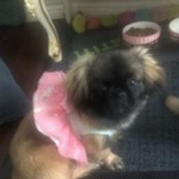 Pekingese from Pekingese Forever Home