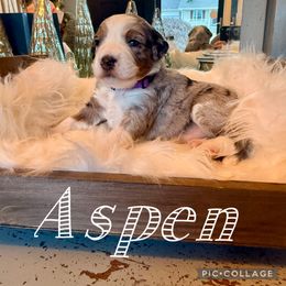 Aspen - female Australian Mountain Doodle puppy in Chattanooga, Tennessee from Scenic City Doodles