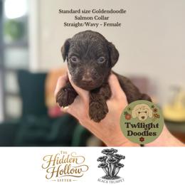Black Trumpet - Salmon Collar - Chocolate female Goldendoodle puppy in Garland, Texas from Twilight Doodles