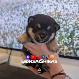 SAKURA - Black and tan female Shiba Inu puppy in Minnesota from BonsaiShibas
