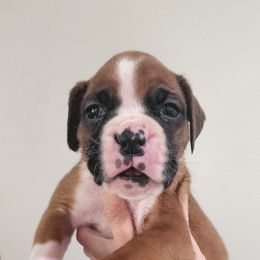 Boxer Puppies from Coast to Coast Boxers