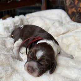 Zion (Red) - Liver white and tan male English Springer Spaniel puppy in Conifer, Colorado from Majestic Mountain Springs