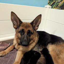 Lela Vom Naisshof - Black and red female German Shepherd puppy in Kingsley, Michigan from Legacy German Shepherds