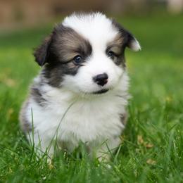 Tansy - Sable female Pembroke Welsh Corgi puppy in Elberta, Utah from 3F Farms- Pembroke Welsh Corgis and Irish Wolfhounds