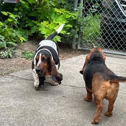 Norman - Basset Hound