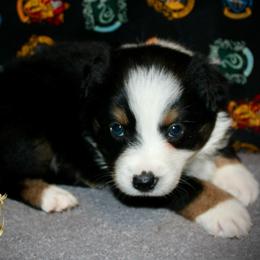 Valentine - Black tri male Miniature Australian Shepherd puppy in El Dorado Springs, Missouri from HP Aussie Kennels