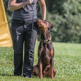 Kronk - Doberman Pinscher