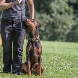 Kronk - Doberman Pinscher