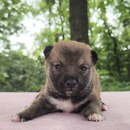 Kiko - Red male Shiba Inu puppy in Clayton, Illinois from Adorable-Puppies