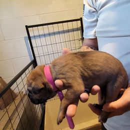 Girl 1 - Cane Corso puppy in Sturgeon Lake, Minnesota from Coffee Lake K9s