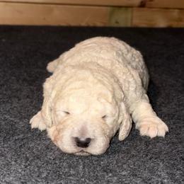 Paris - Cream female Goldendoodle puppy in Nathalie, Virginia from Deez Doodles