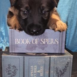 German Shepherd Puppies from Persevere Kennels