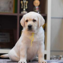 Labrador Retriever Puppies from BAK Forty Ranch