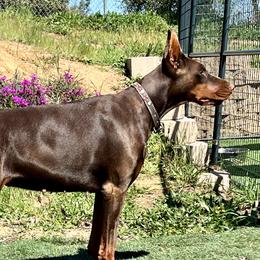 Oakley - Doberman Pinscher