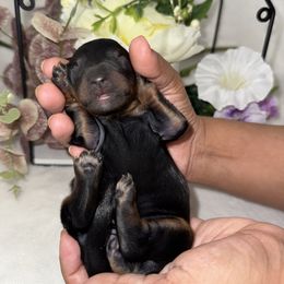 Aussiedoodle, Bernedoodle, Goldendoodle, and Poodle Puppies from Vallevistadoodles