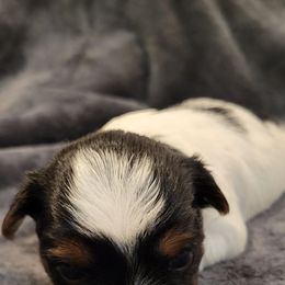 Biewer Terrier Puppies from Dignity Farms