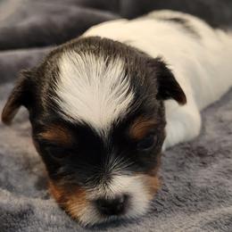 Biewer Terrier Puppies from Dignity Farms