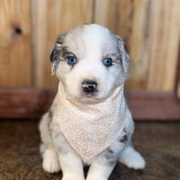 Sailor - Blue merle male Australian Shepherd puppy in Newton, Mississippi from Bright Star Aussies