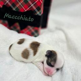Maccchiato - Red sable male Havanese puppy in Pelham, Alabama from Havanese Cuban Cuties