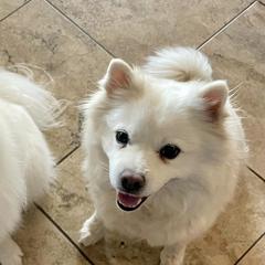 American Eskimo Dogs from Sesi’s Legacy Kennels