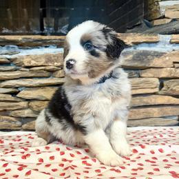 Orion - Blue merle male Australian Shepherd puppy in Red Springs, North Carolina from Julia Rose Ranch