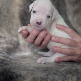 Susie - White female Boxer puppy in New Holland, Pennsylvania from Shady Rill puppies