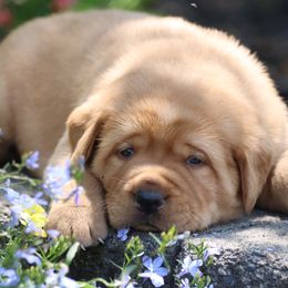 Labrador Retriever Puppies from Briar Hill Labradors PA 12145