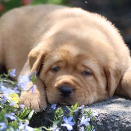 Labrador Retriever Puppies from Briar Hill Labradors PA 12145