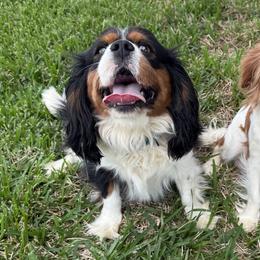 Beagles and Cavalier King Charles Spaniels from Kuehlers Kavaliers