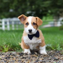 Finley - Sable male Pembroke Welsh Corgi puppy in Sugarcreek, Ohio from Admar Canines
